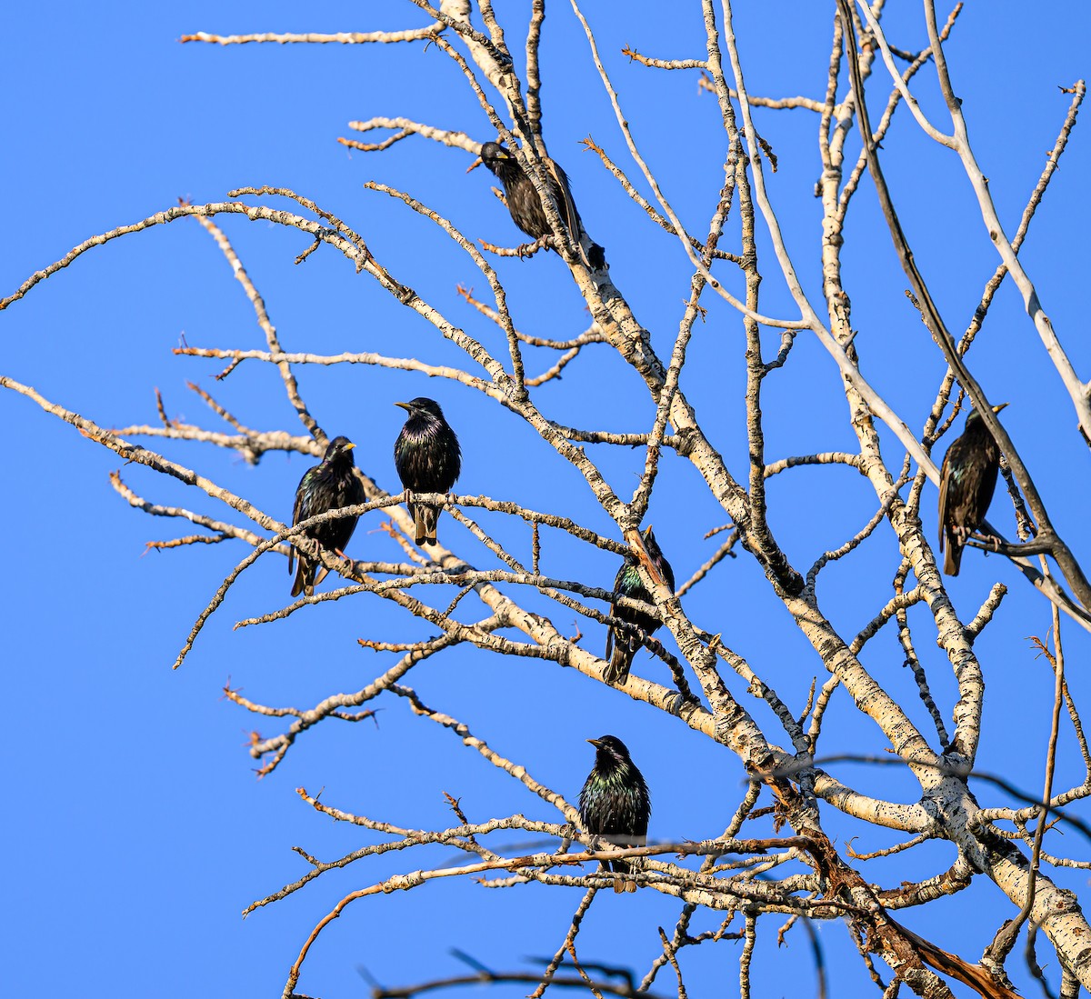 歐洲椋鳥 - ML638473328