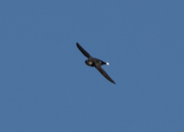 White-tipped Swift - ML638473333
