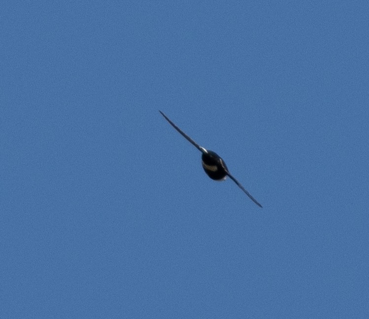 White-tipped Swift - ML638473335