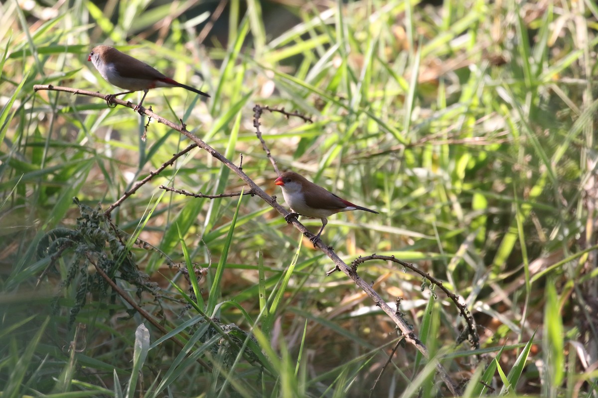 Fawn-breasted Waxbill - ML638473389