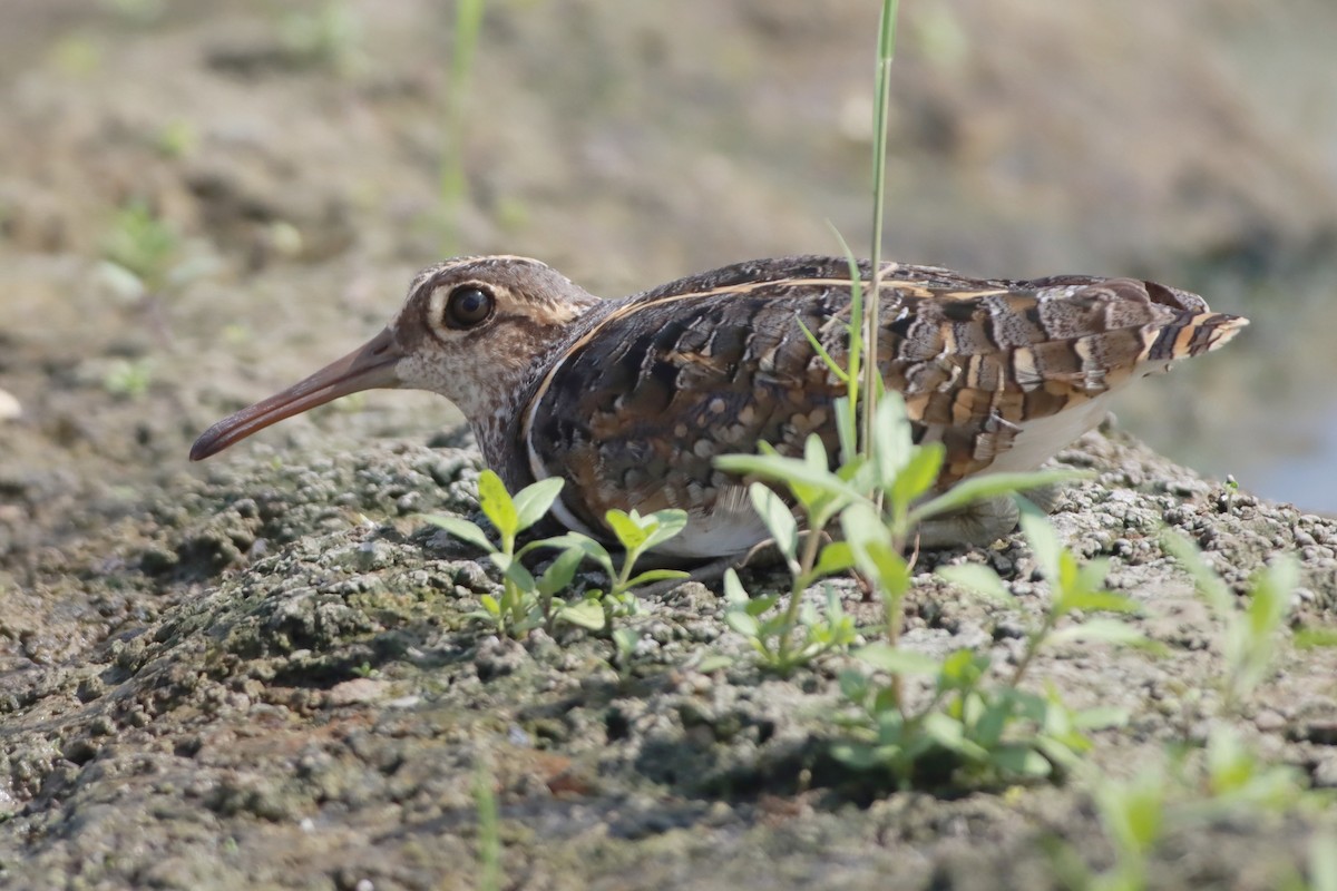 Greater Painted-Snipe - ML638473464