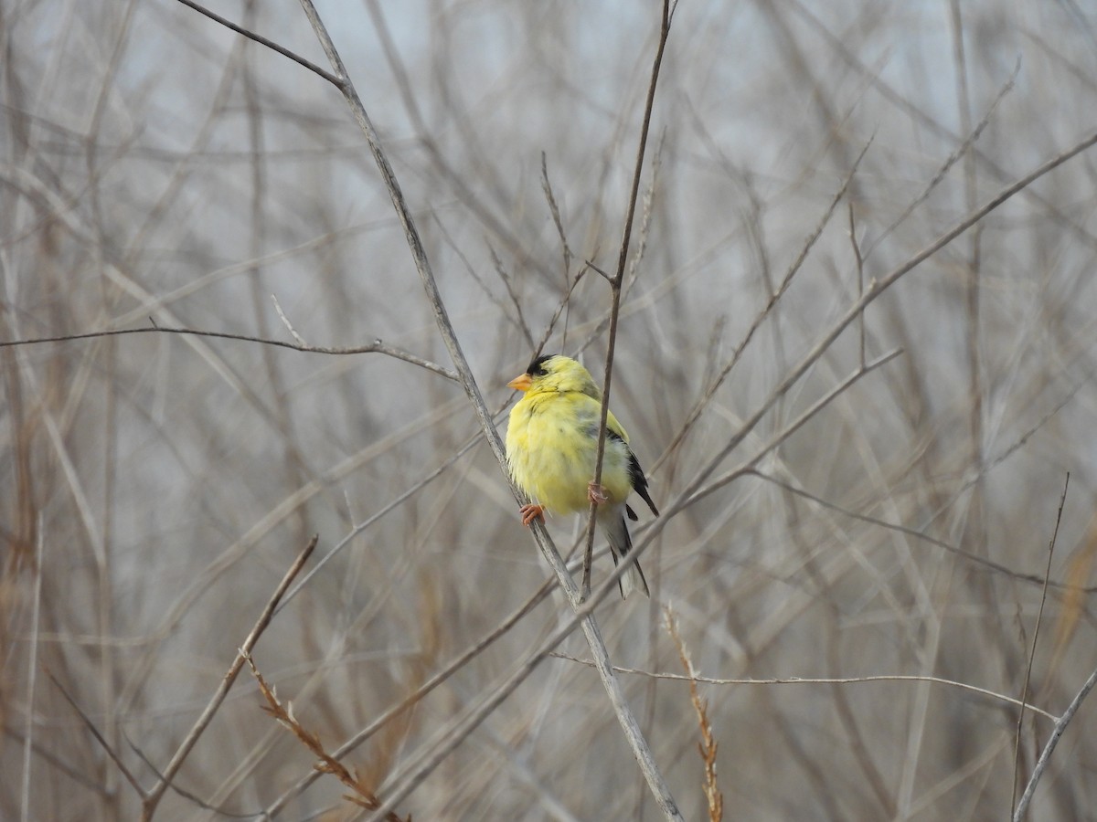Chardonneret jaune - ML638473465