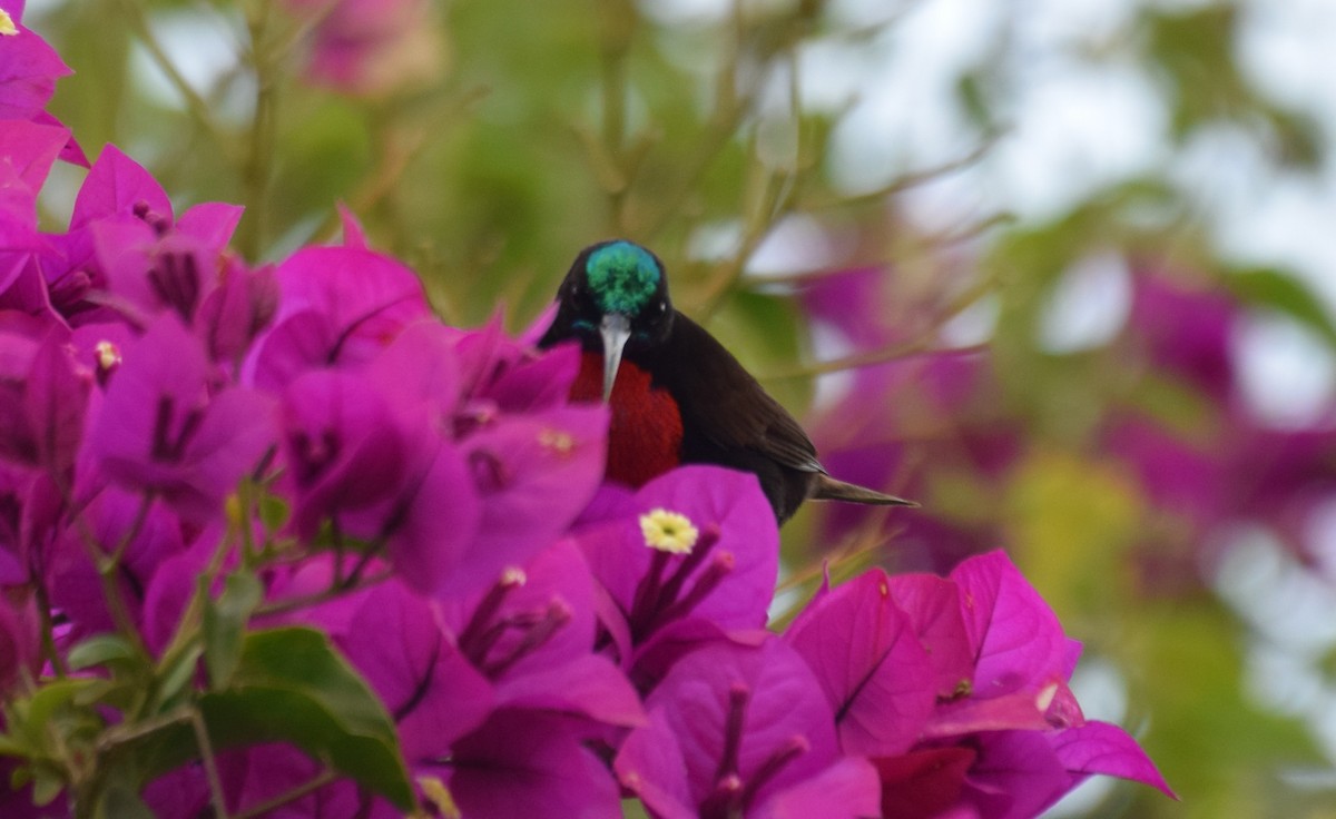 Scarlet-chested Sunbird - ML638473466