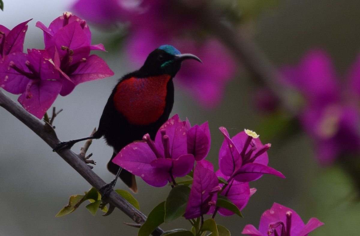 Scarlet-chested Sunbird - ML638473468