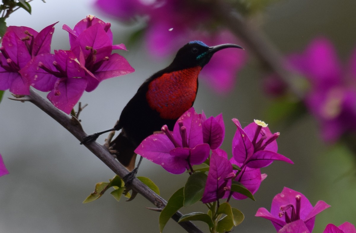 Scarlet-chested Sunbird - ML638473471