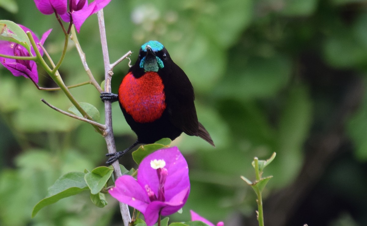 Scarlet-chested Sunbird - ML638473472