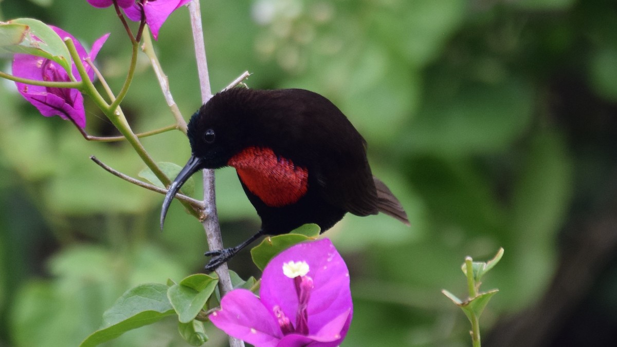 Scarlet-chested Sunbird - ML638473473