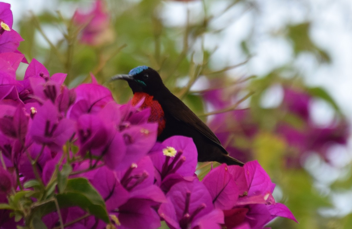 Scarlet-chested Sunbird - ML638473474