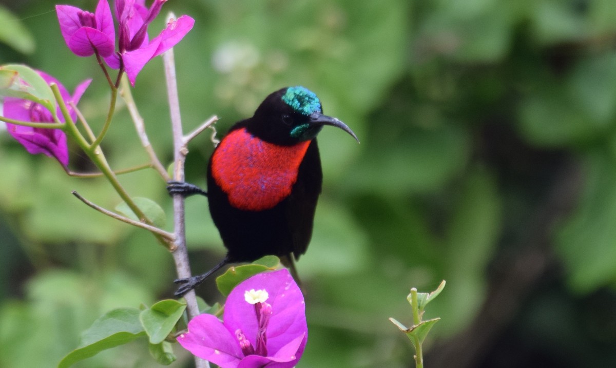 Scarlet-chested Sunbird - ML638473476