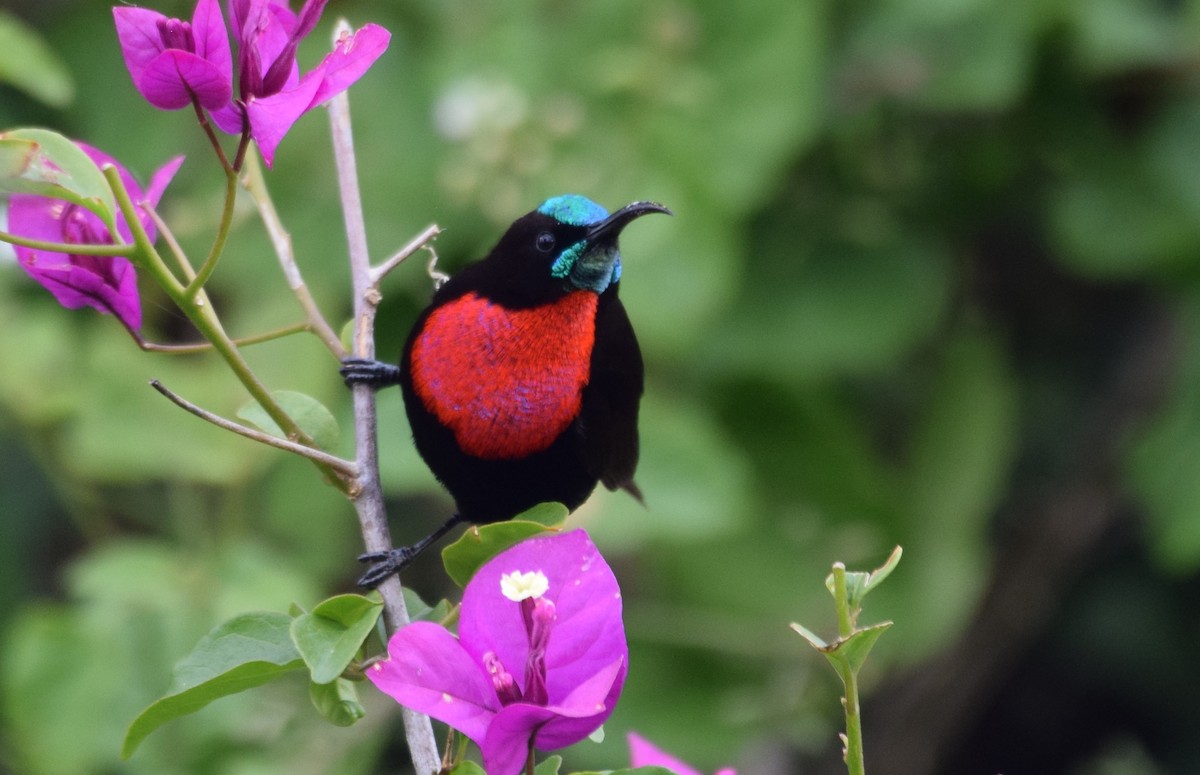 Scarlet-chested Sunbird - ML638473477
