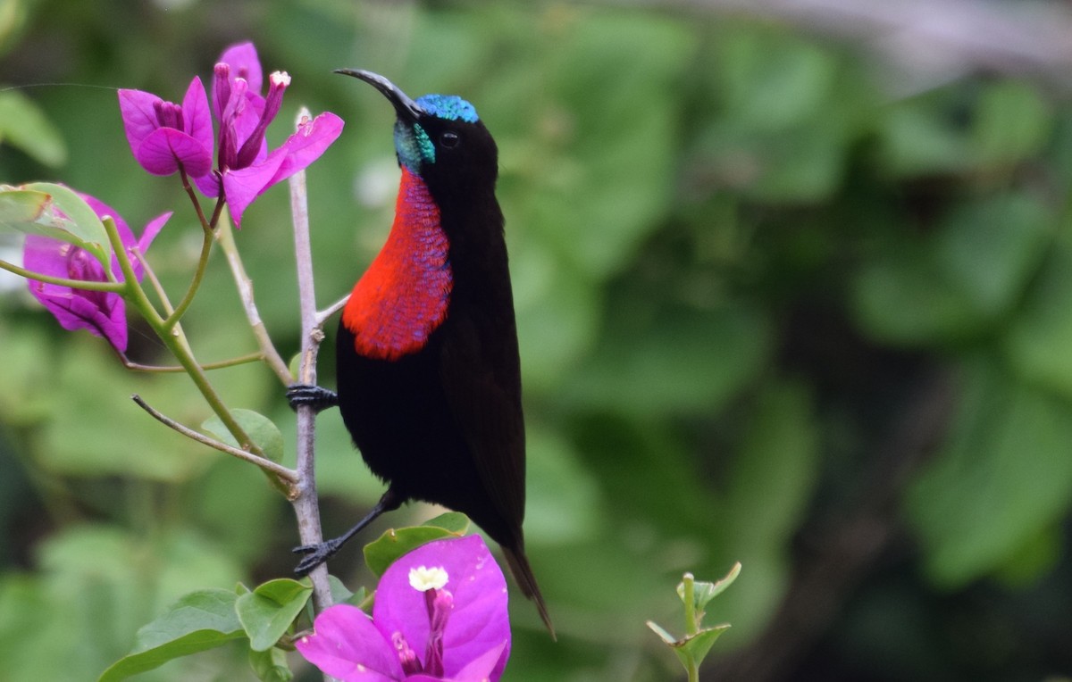 Scarlet-chested Sunbird - ML638473478