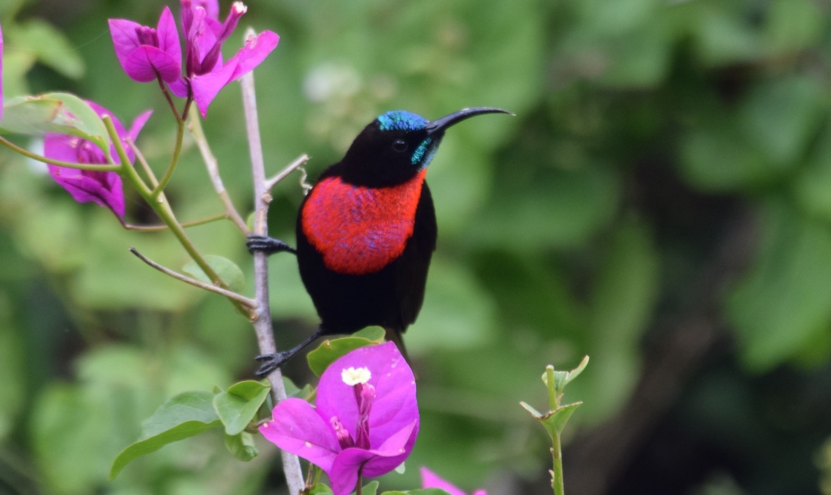 Scarlet-chested Sunbird - ML638473479