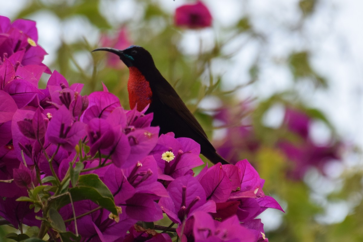 Scarlet-chested Sunbird - ML638473480