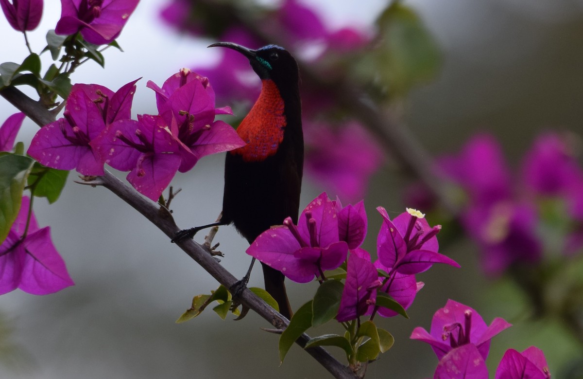 Scarlet-chested Sunbird - ML638473481