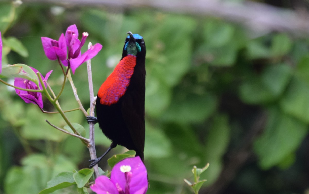 Scarlet-chested Sunbird - ML638473482