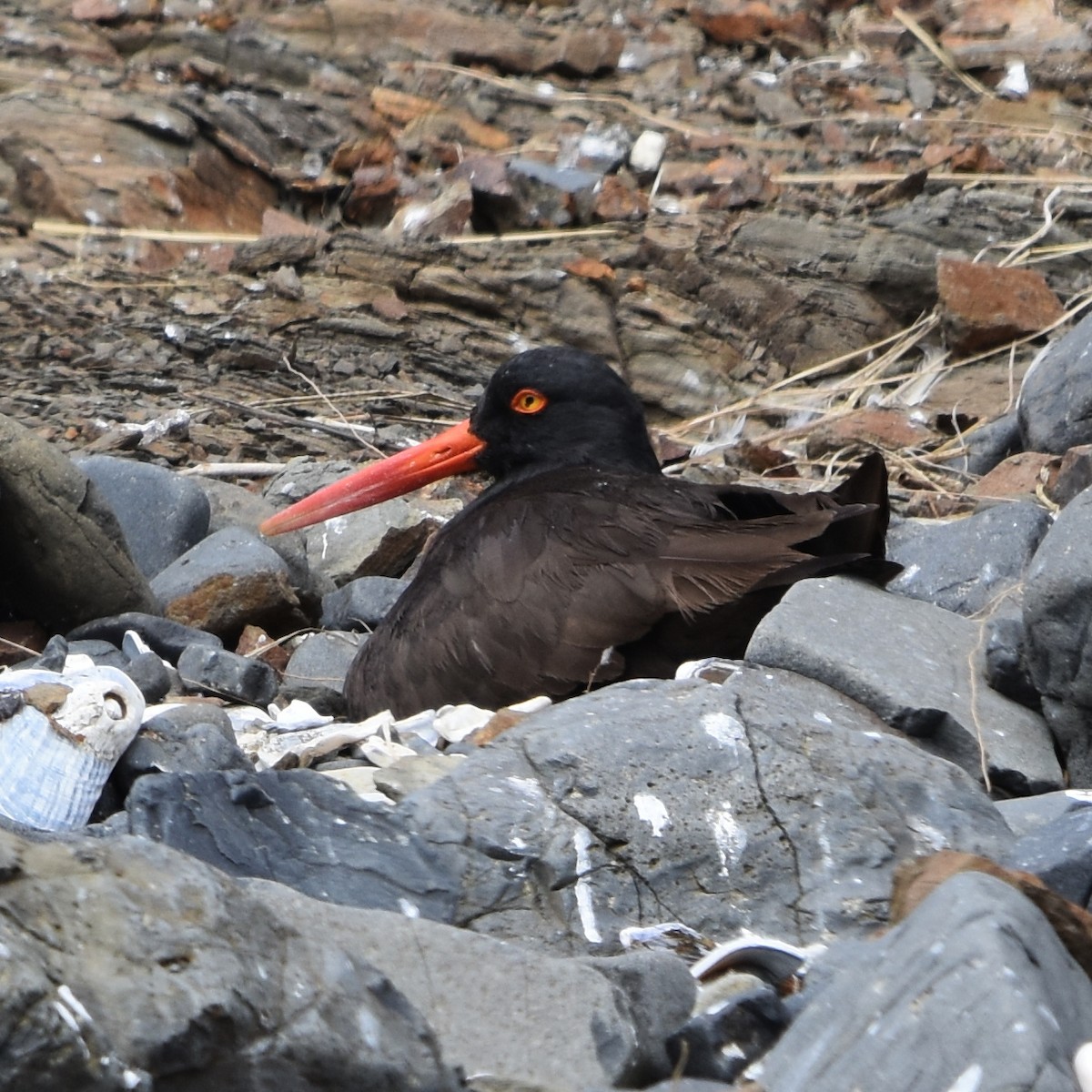 Black Oystercatcher - ML638473483