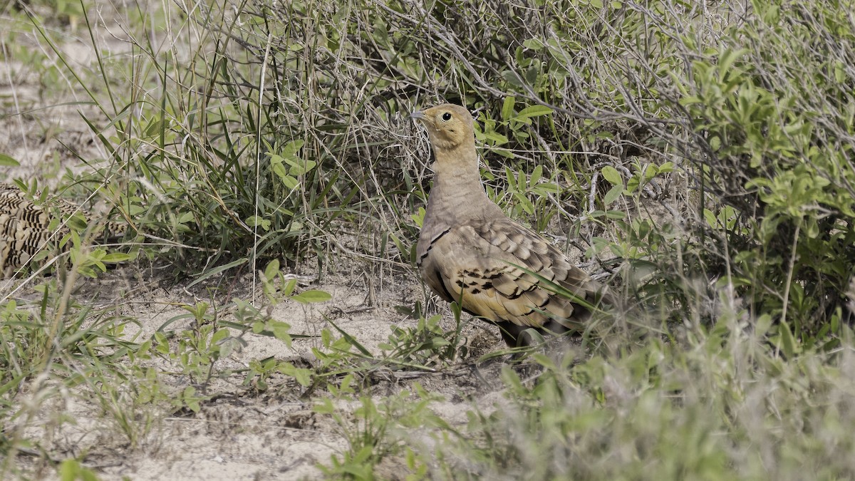 Chestnut-bellied Sandgrouse - ML638473484