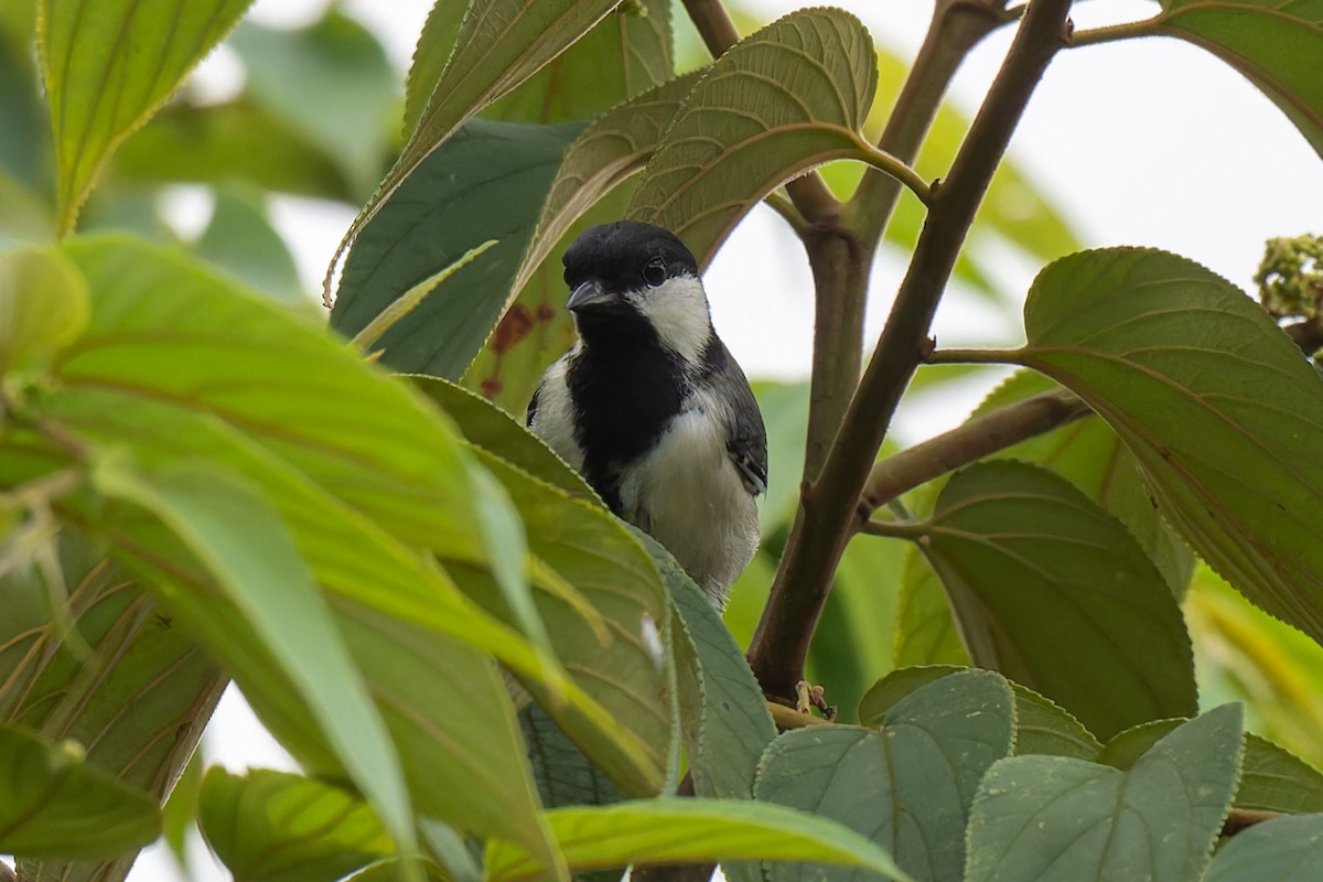 Asian Tit (Cinereous) - ML638473487