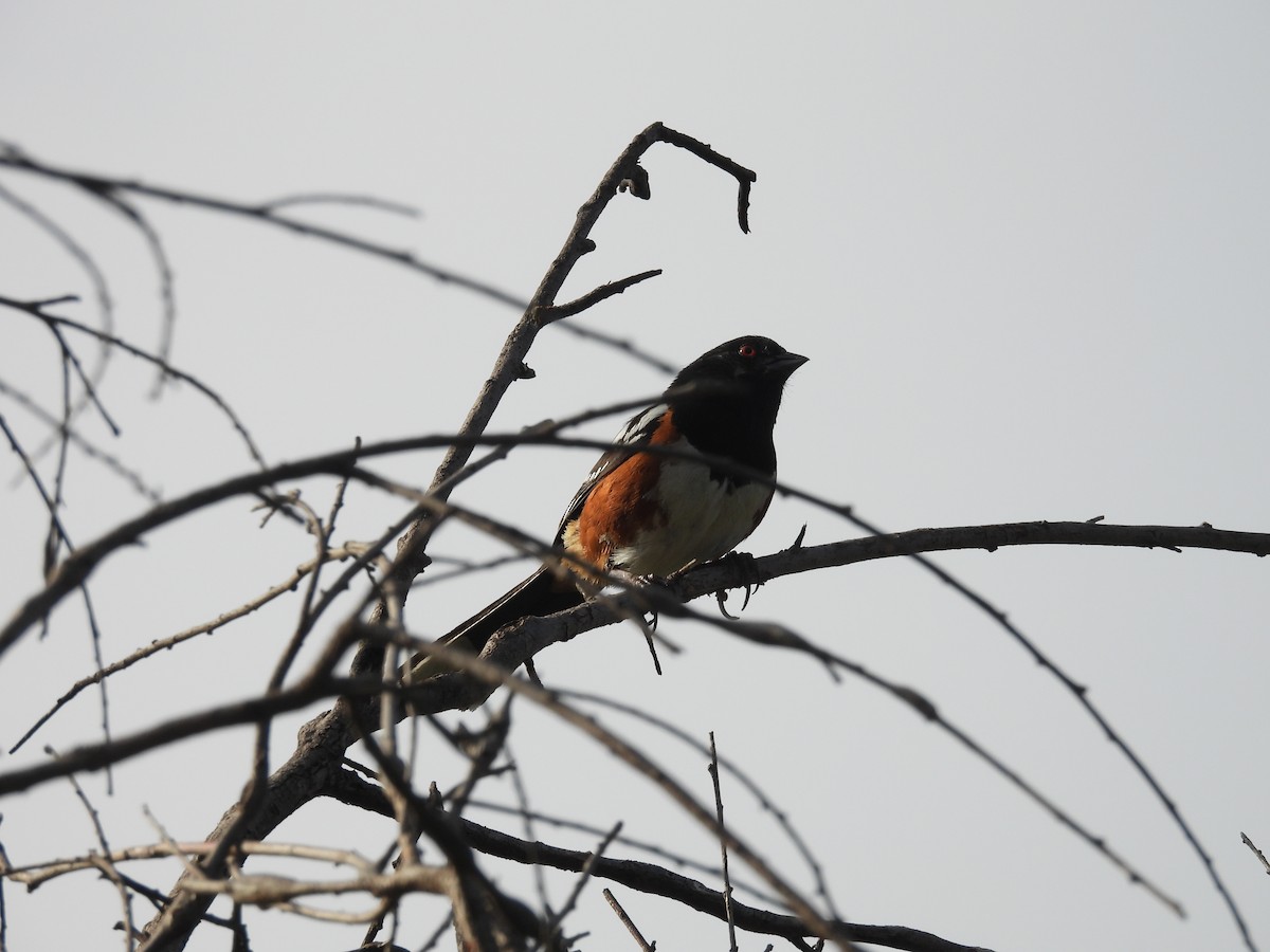 Spotted Towhee - ML638473489