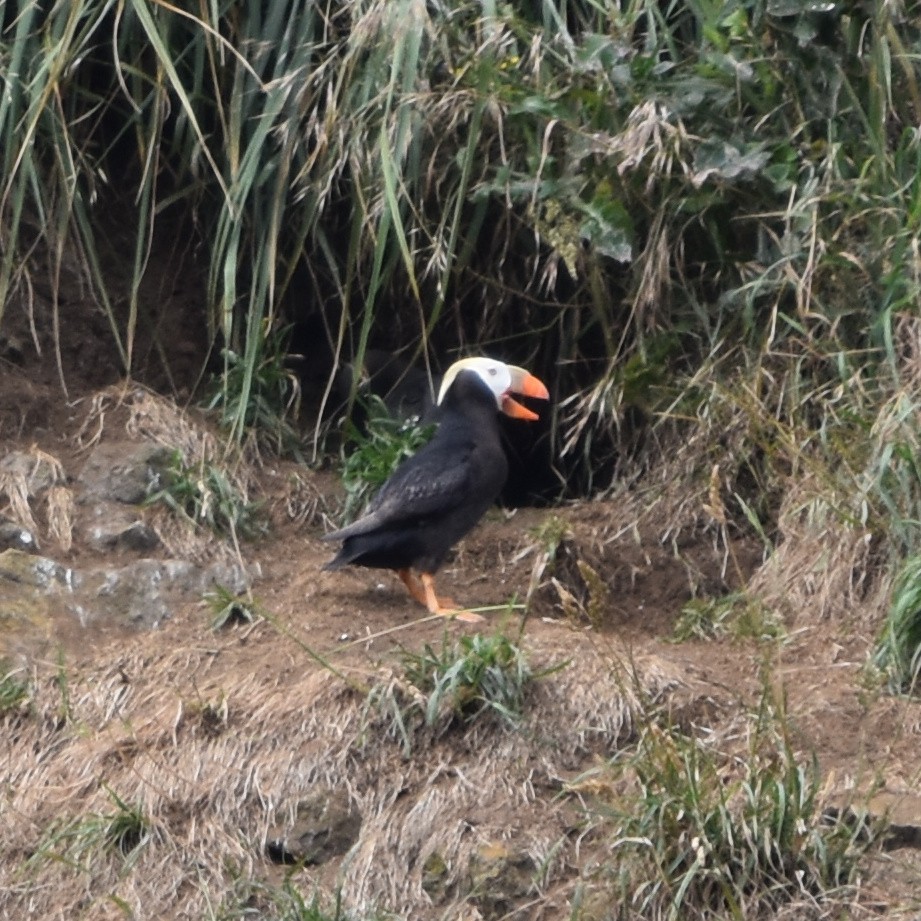 Tufted Puffin - ML638473490