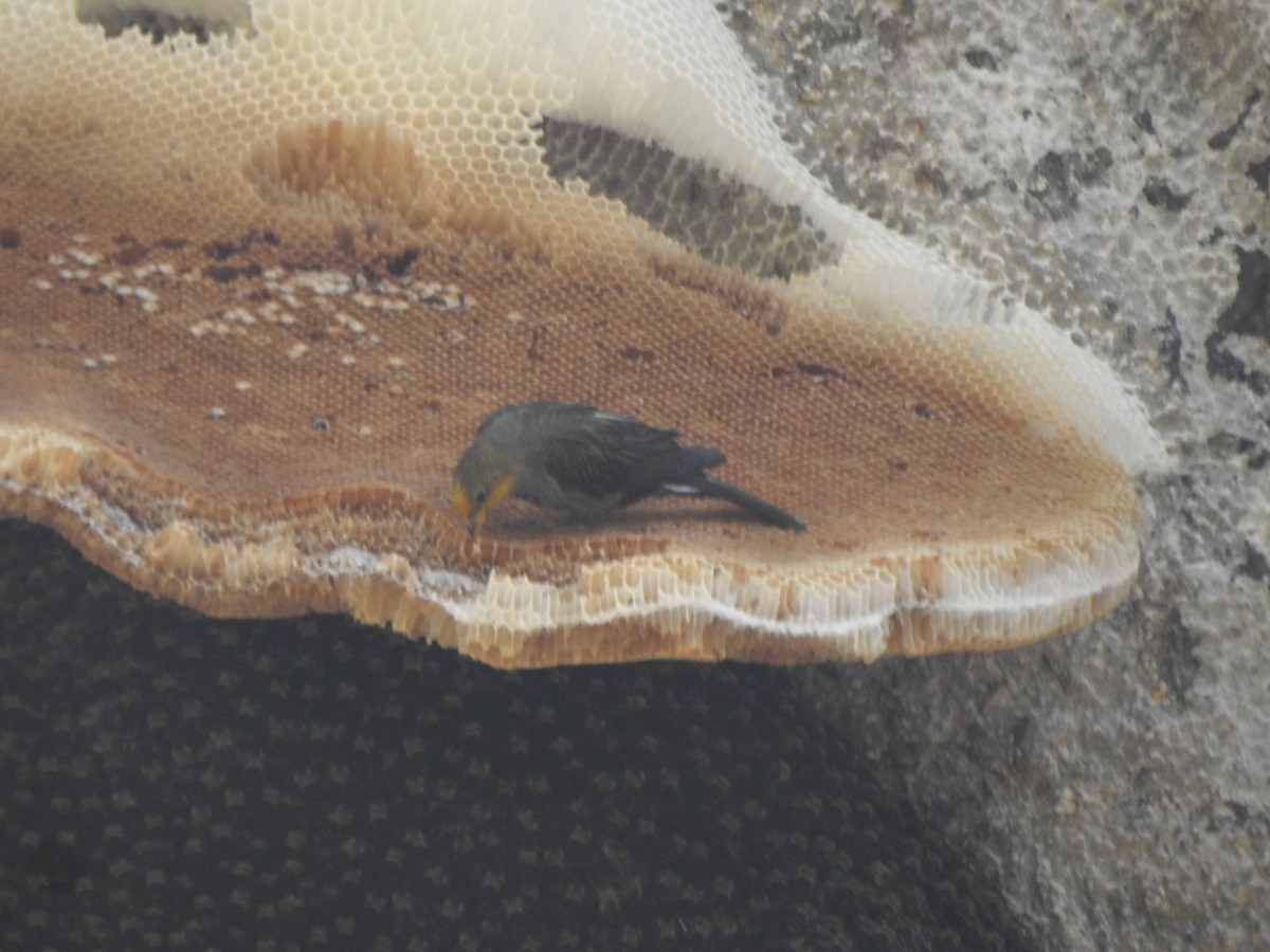 Yellow-rumped Honeyguide - ML638473492