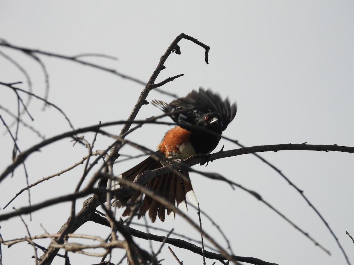 Spotted Towhee - ML638473493