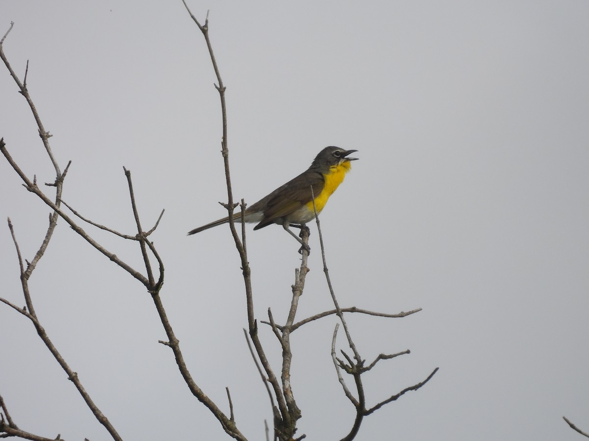 Yellow-breasted Chat - ML638473495