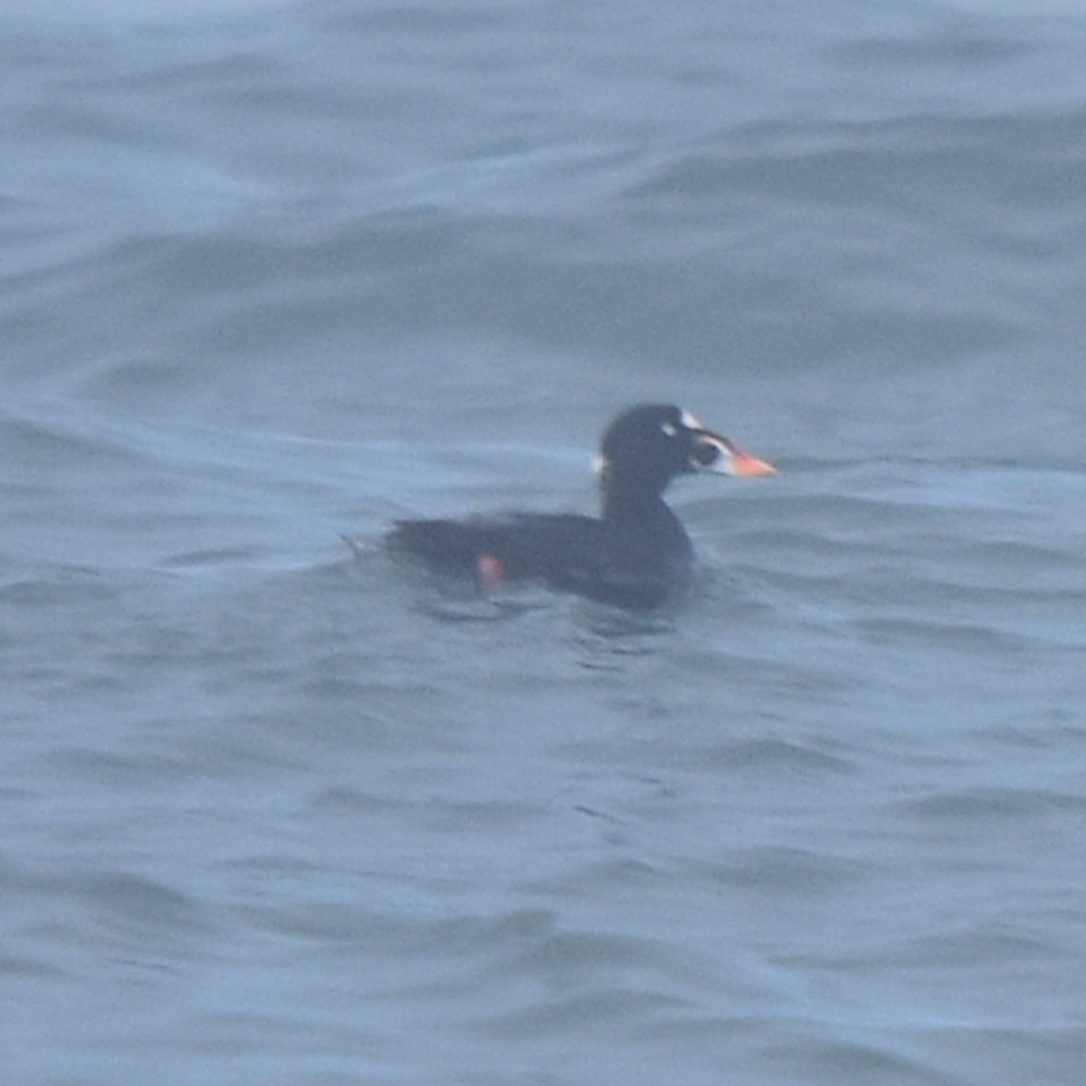 Surf Scoter - ML638473496