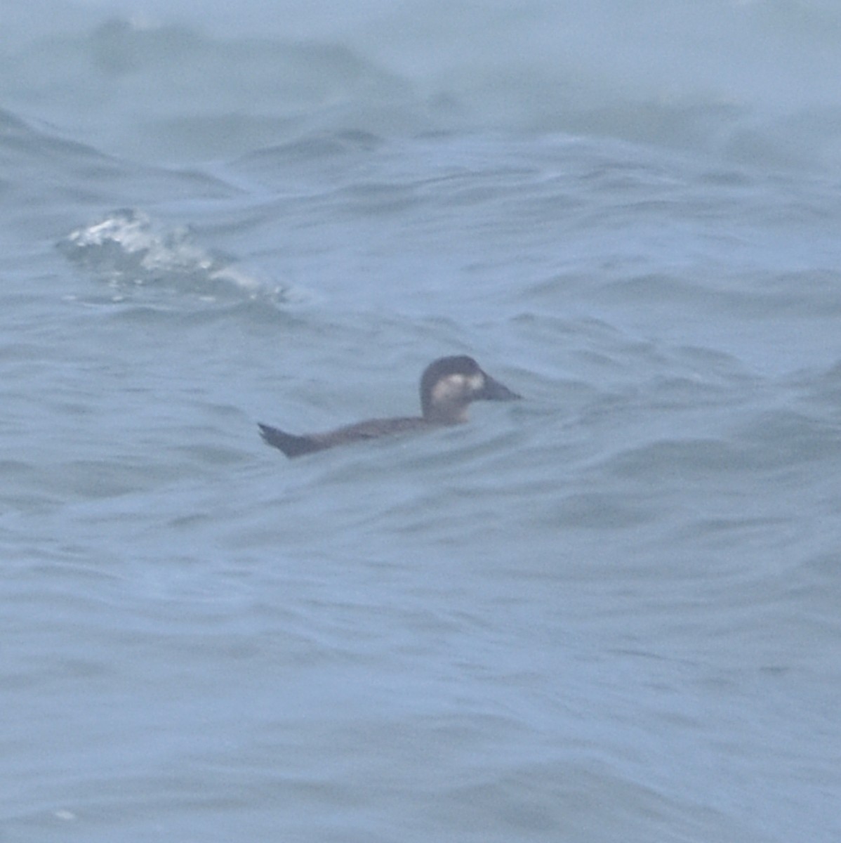 Surf Scoter - ML638473498