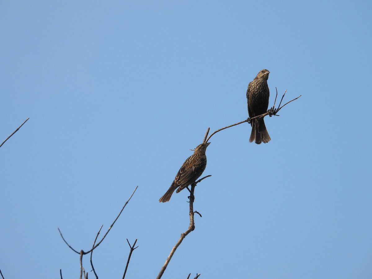Red-winged Blackbird - ML638473499