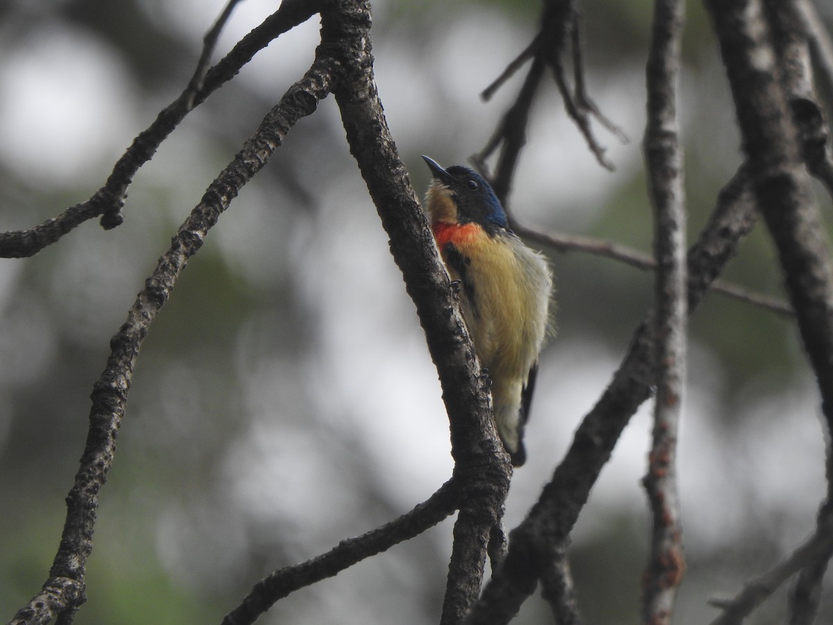 Fire-breasted Flowerpecker - ML638473537