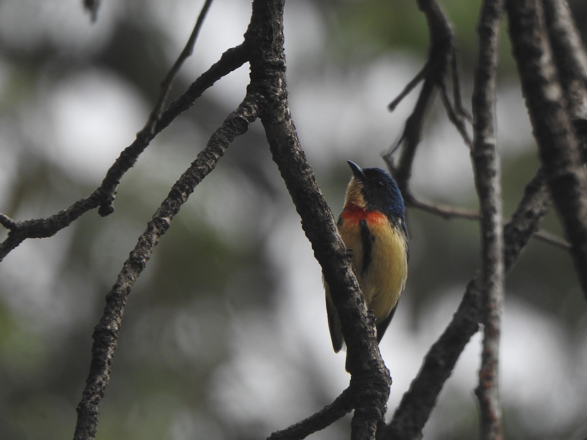 Fire-breasted Flowerpecker - ML638473538