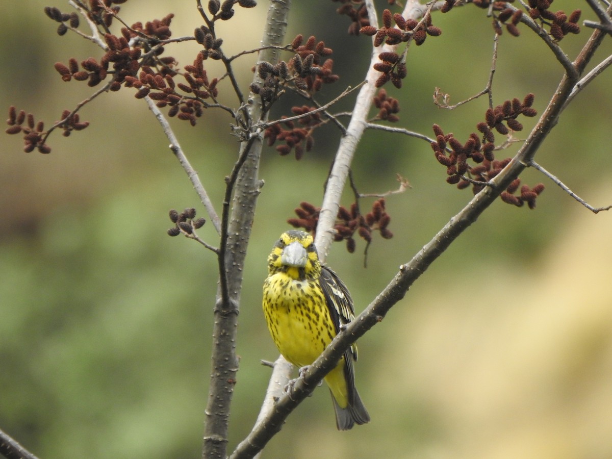 Spot-winged Grosbeak - ML638473543