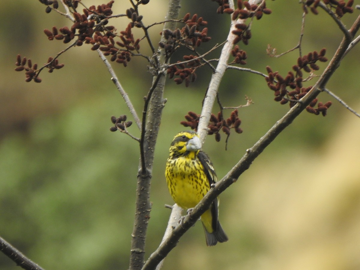 Spot-winged Grosbeak - ML638473544