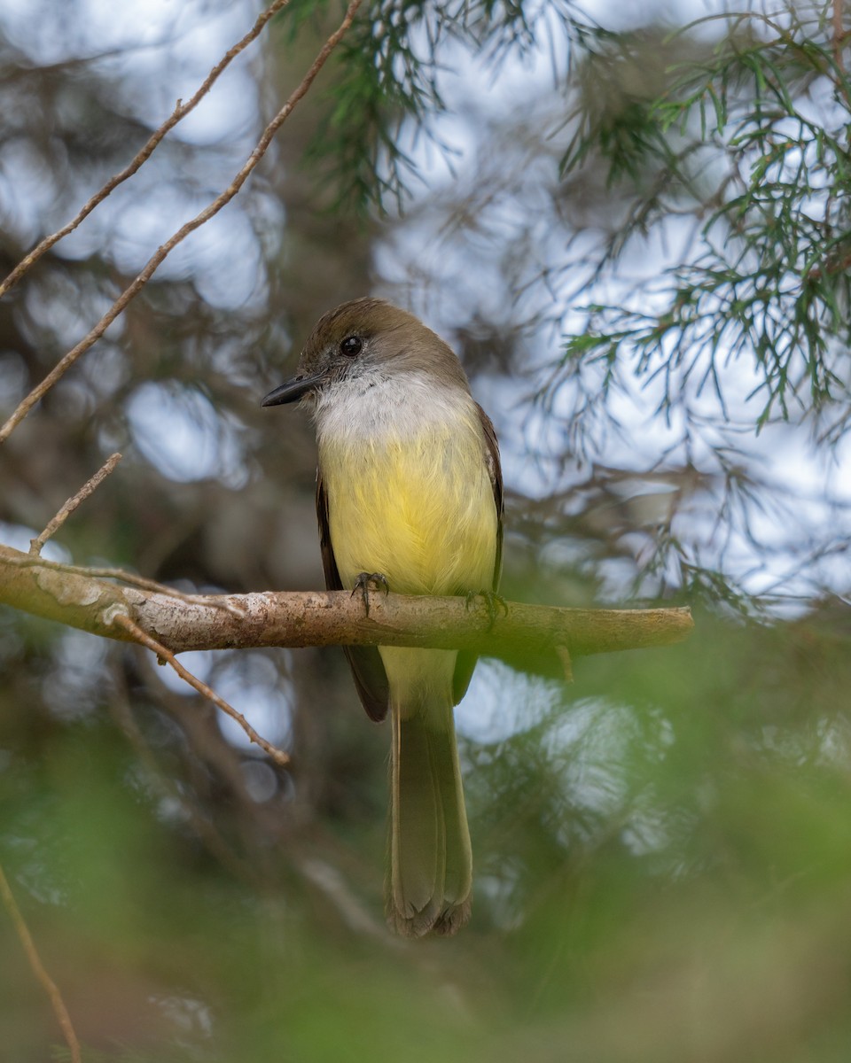 Pale-edged Flycatcher - ML638473549