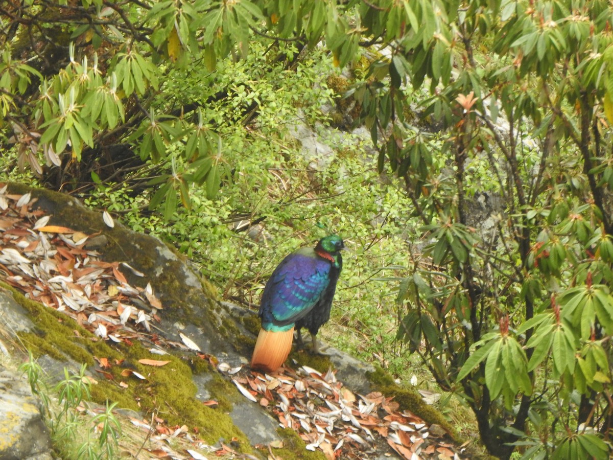 Himalayan Monal - ML638473559