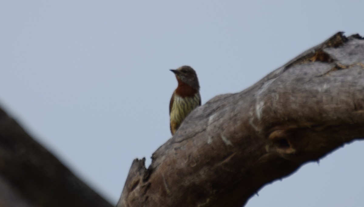 Red-throated Wryneck - ML638473574