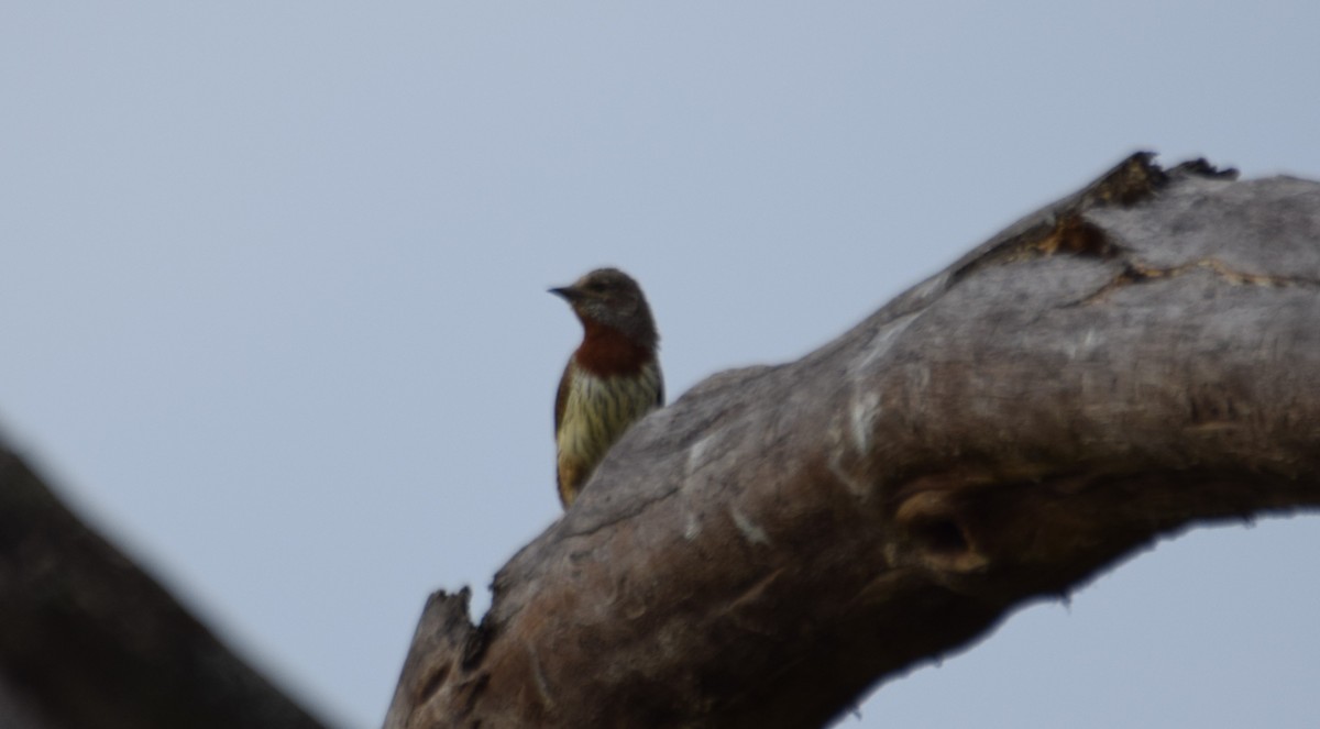 Red-throated Wryneck - ML638473575