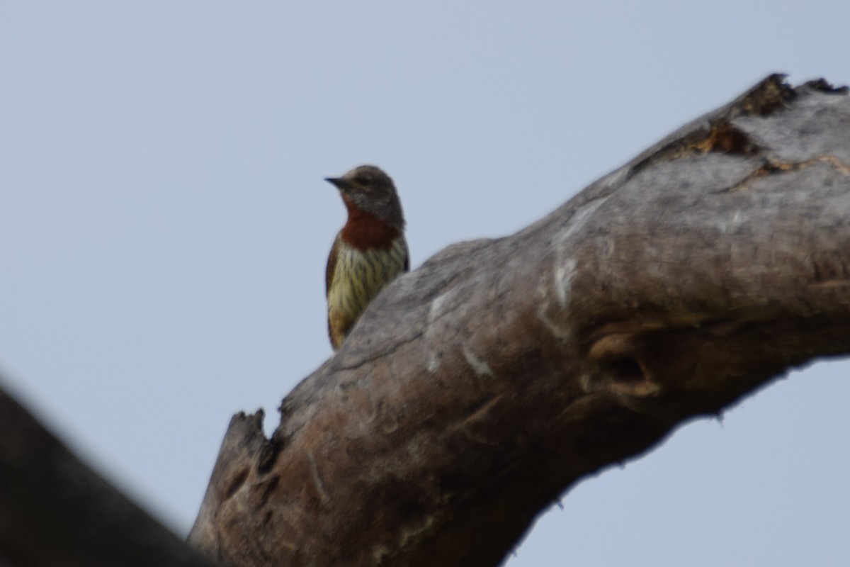 Red-throated Wryneck - ML638473576