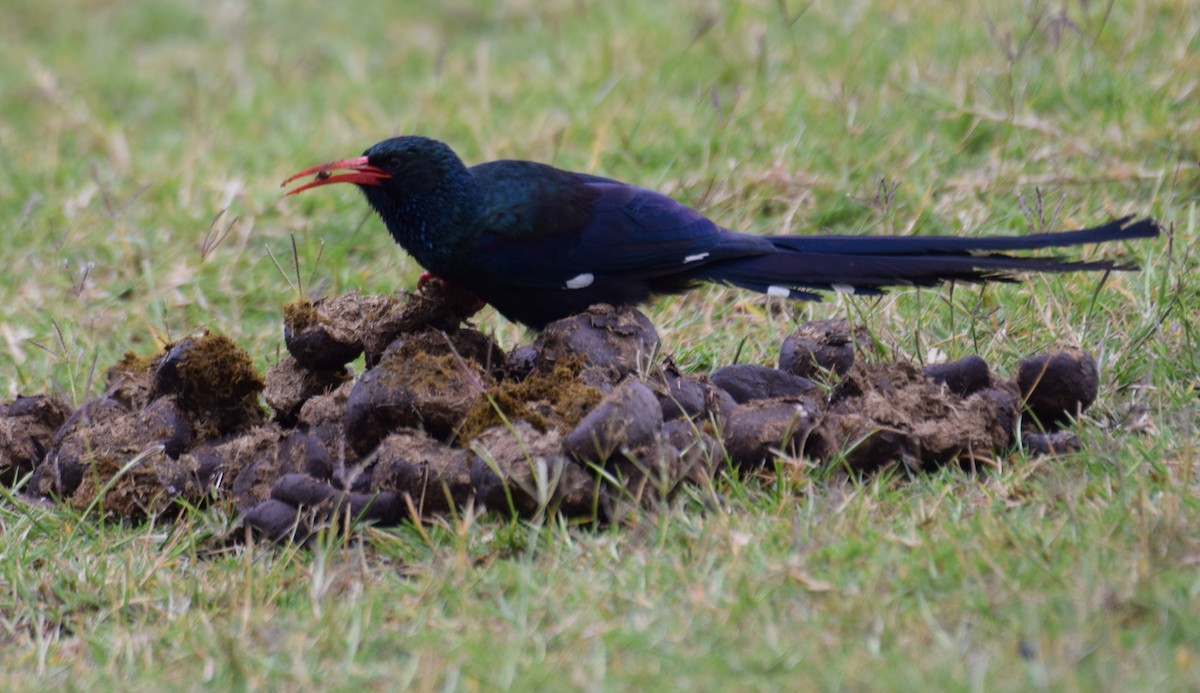 Green Woodhoopoe - ML638473599