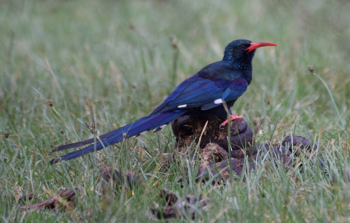 Green Woodhoopoe - ML638473600