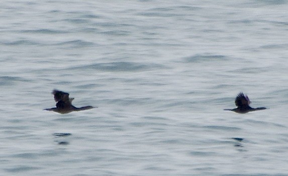 Cormoran pélagique - ML638473616