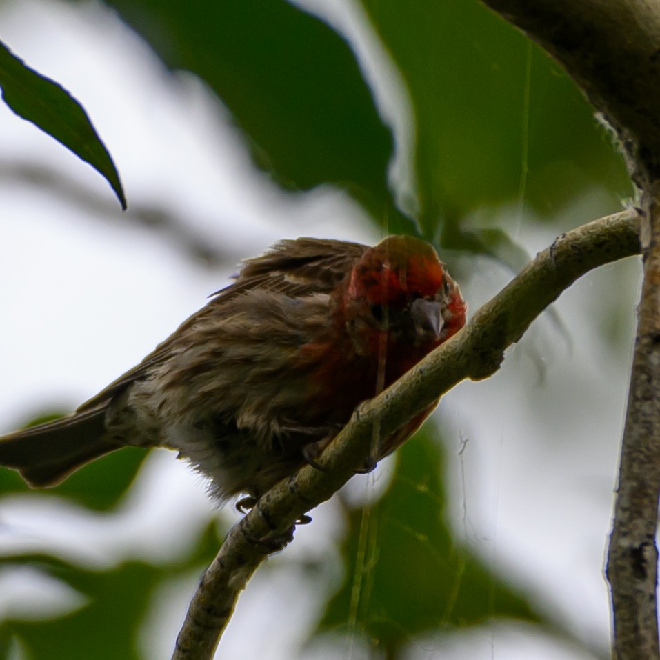 House Finch - ML638473623
