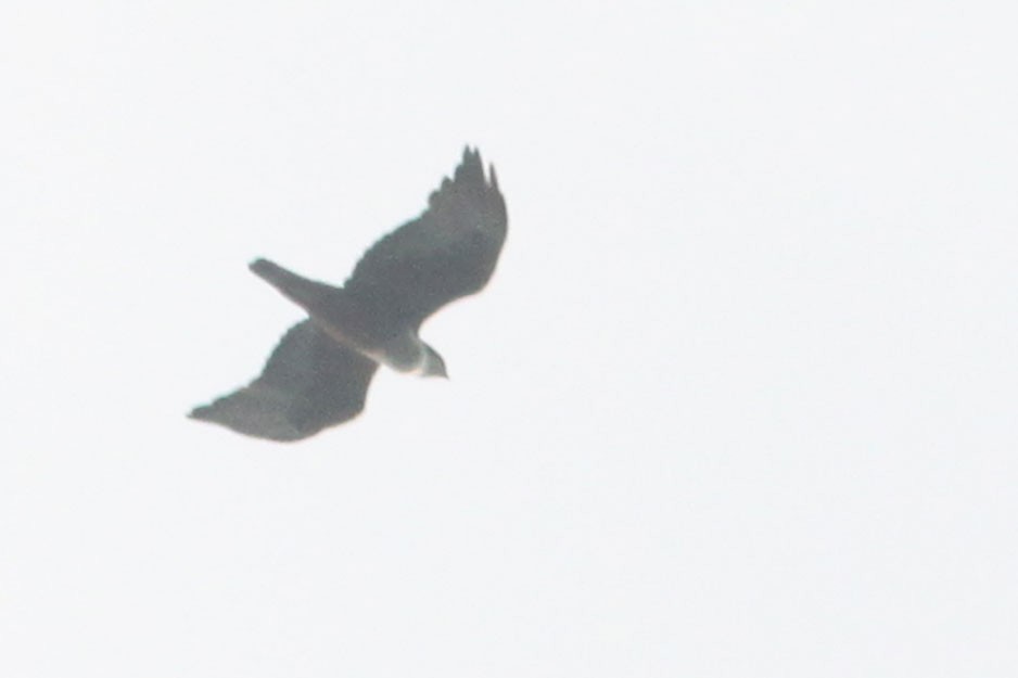 Rufous-bellied Eagle - ML638473627