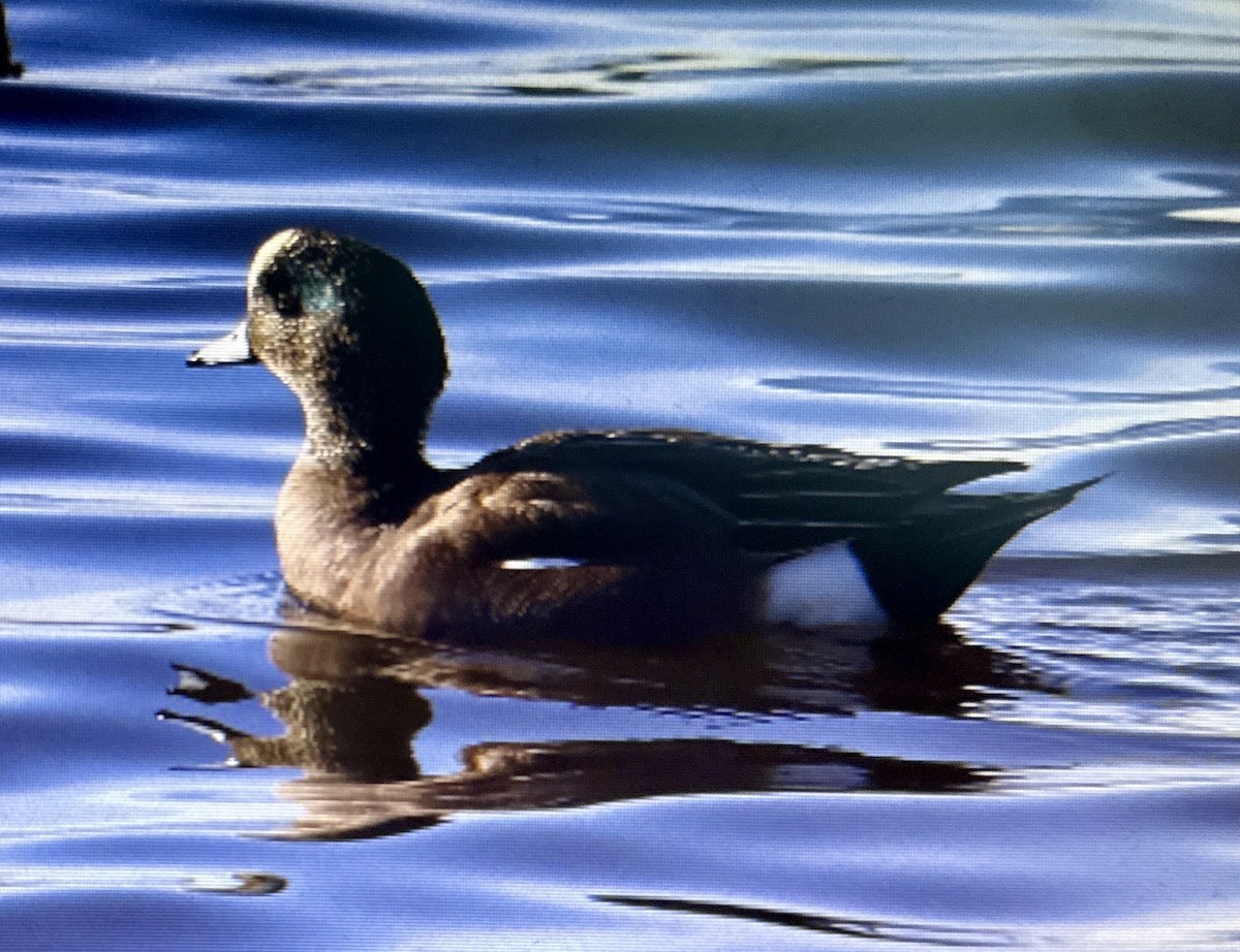 American Wigeon - ML638473640