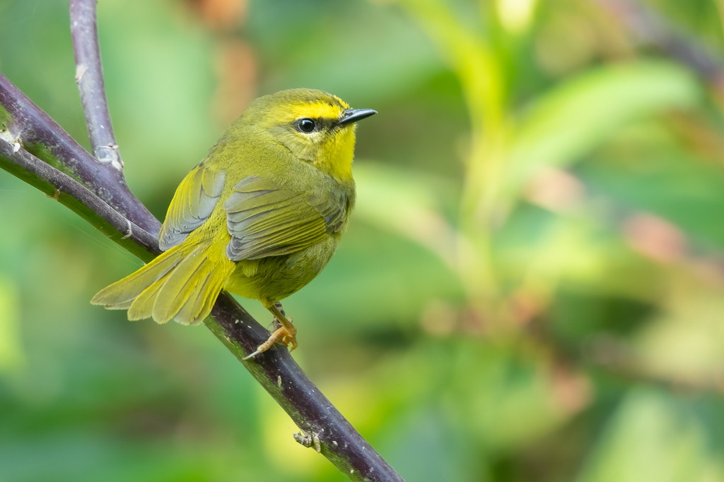 Pale-legged Warbler - ML638473650