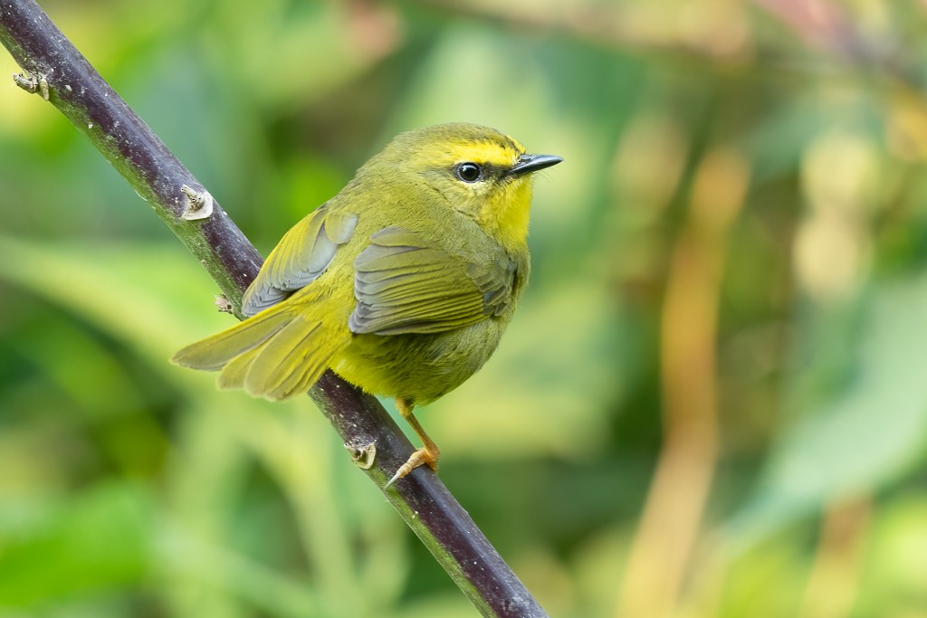 Pale-legged Warbler - ML638473651