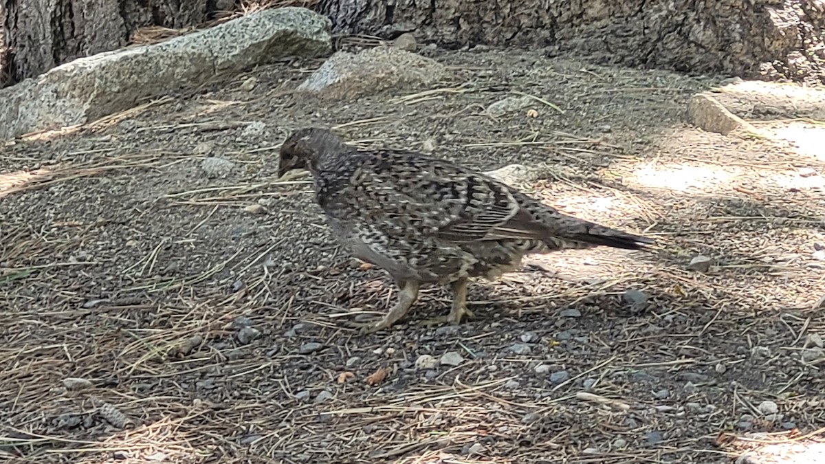 Sooty Grouse - ML638473658