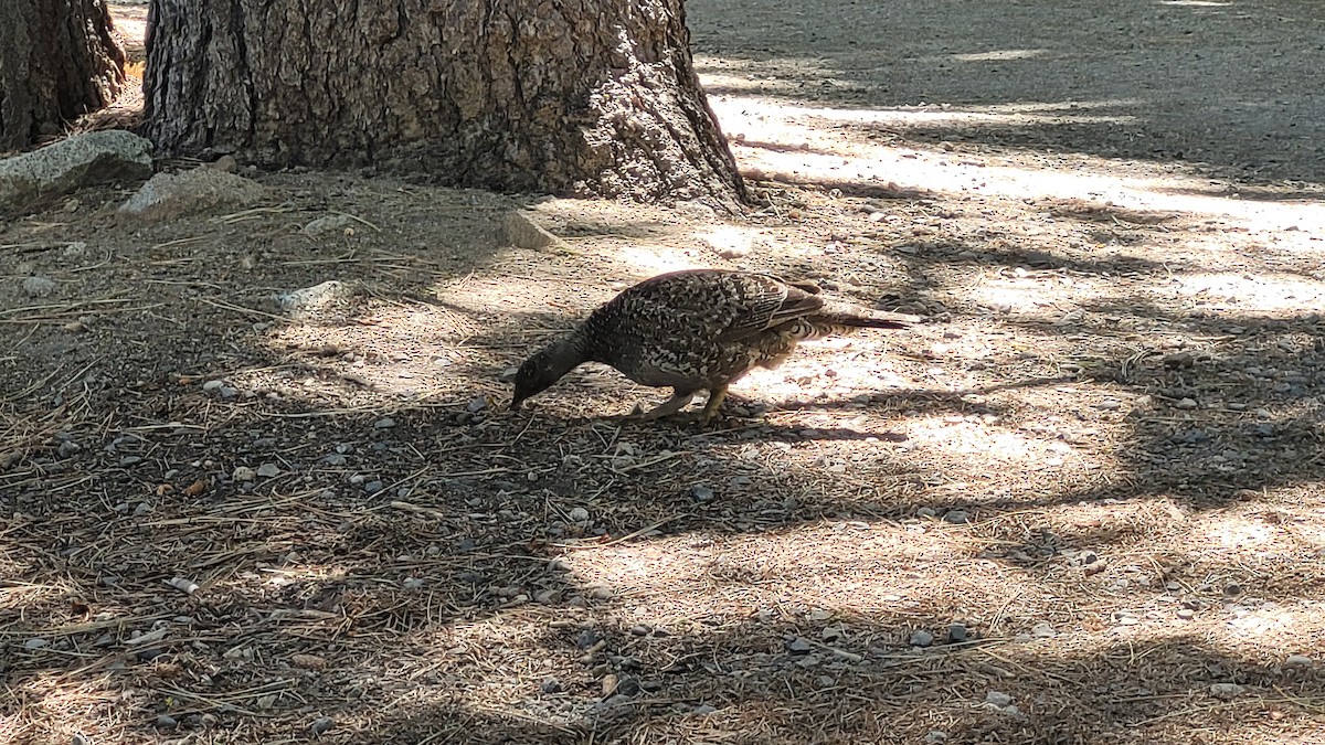 Sooty Grouse - ML638473659