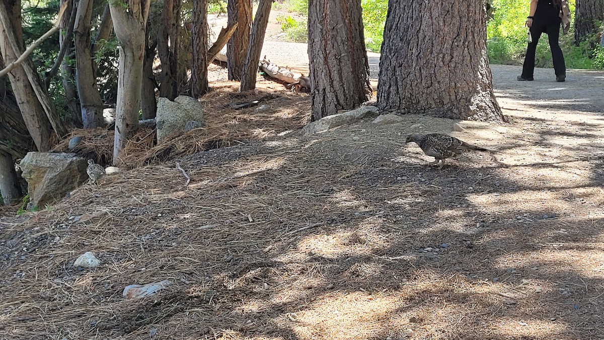 Sooty Grouse - ML638473660